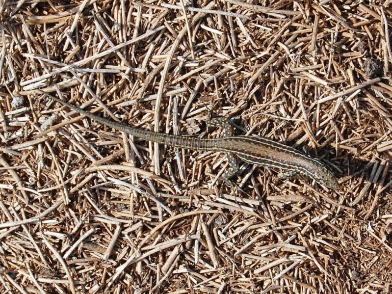 Podarcis filfolensis laurentiimuelleri